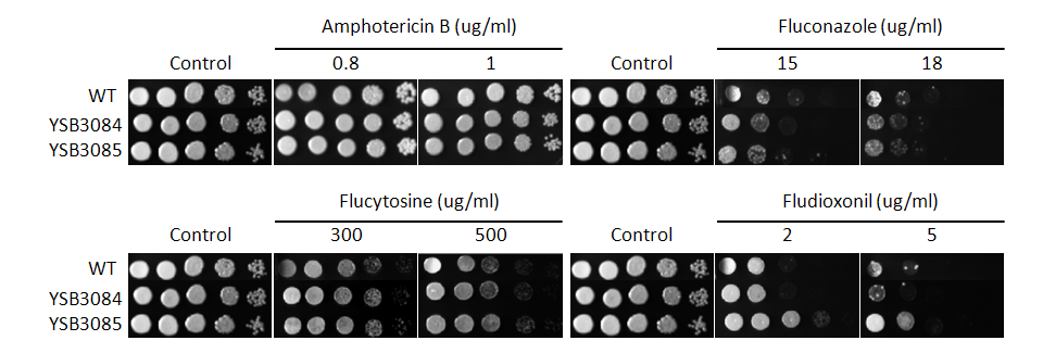 Antifungal drug susceptibility for CNAG_04774T0