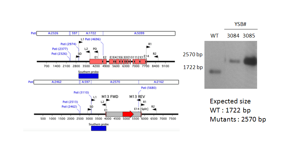 Gene disruption strategy for CNAG_04774T0