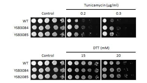 ER stress phenotype for CNAG_04774T0