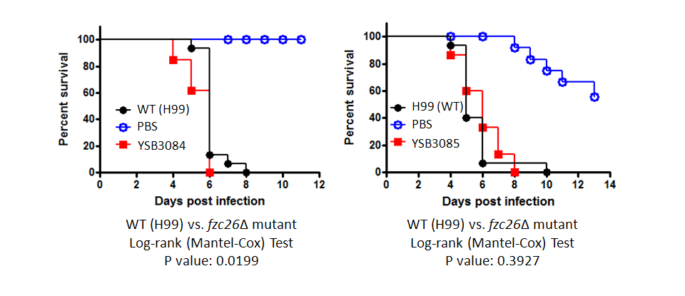 Galleria mellonella virulence data for CNAG_04774T0