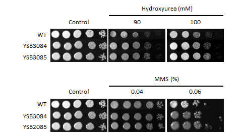 Genotoxic stress phenotype for CNAG_04774T0