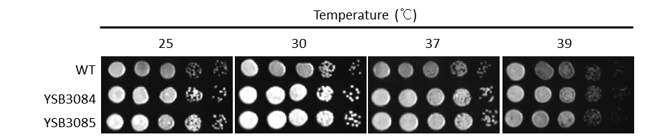 Growth phenotype for CNAG_04774T0
