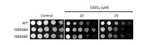 Heavy metal stress phenotype for CNAG_04774T0