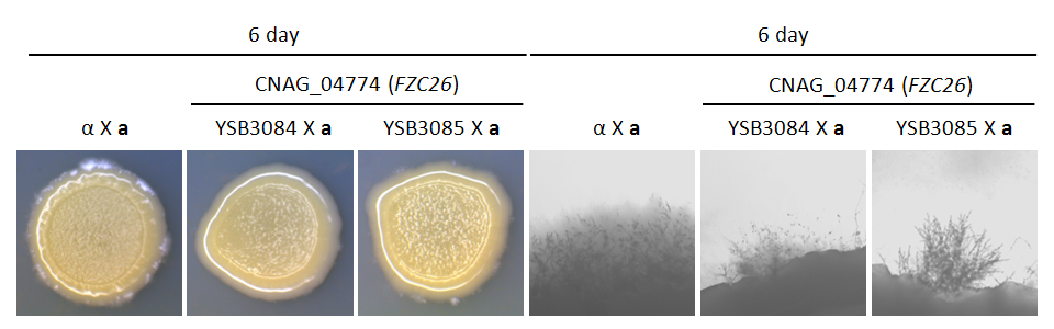 Mating phenotype for CNAG_04774T0