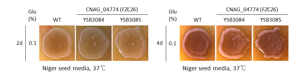 Melanin phenotype for CNAG_04774T0