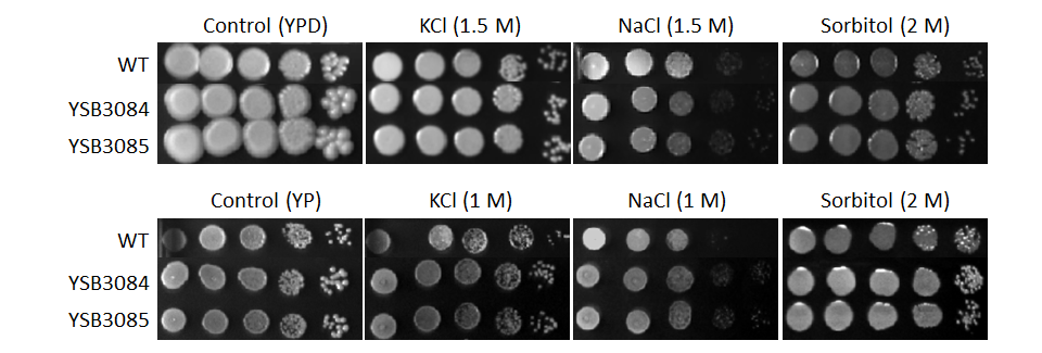 Osmotic stress phenotype for CNAG_04774T0