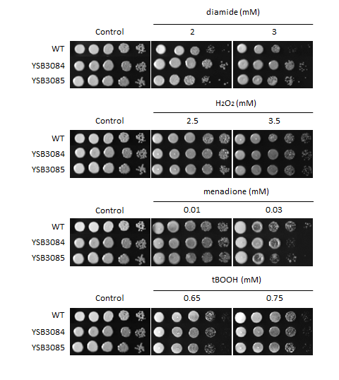 Oxidative stress phenotype for CNAG_04774T0