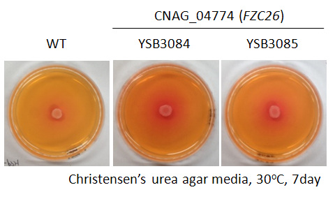 Urease phenotype for CNAG_04774T0