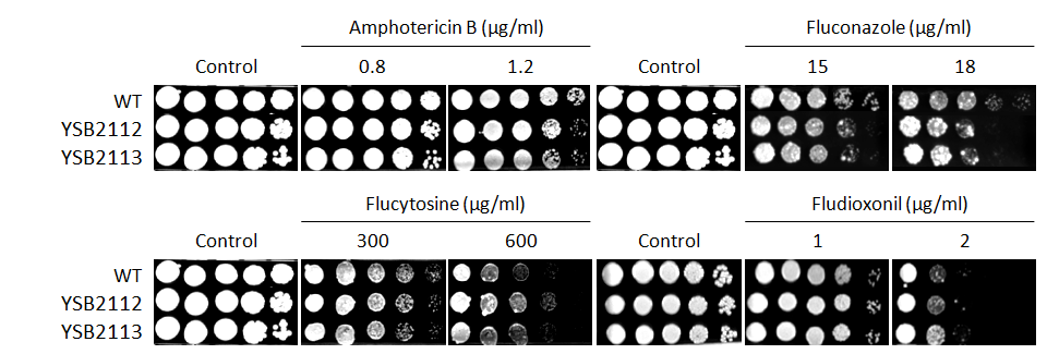 Antifungal drug susceptibility for CNAG_04807T0