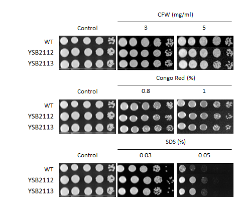 Cell wall stress phenotype for CNAG_04807T0