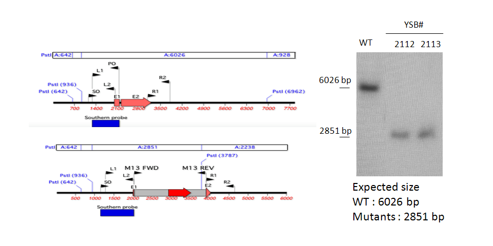 Gene disruption strategy for CNAG_04807T0