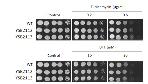 ER stress phenotype for CNAG_04807T0