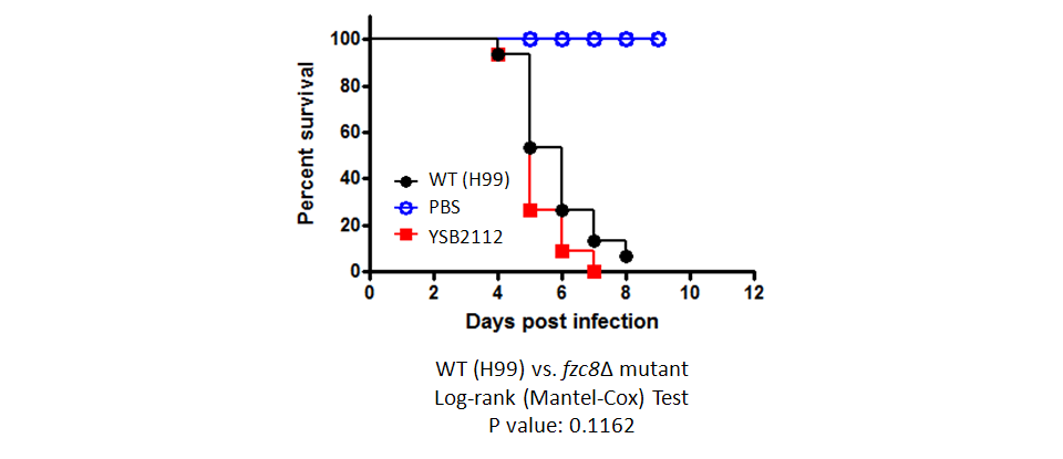 Galleria mellonella virulence data for CNAG_04807T0