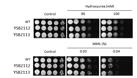 Genotoxic stress phenotype for CNAG_04807T0