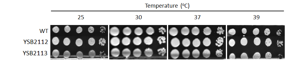 Growth phenotype for CNAG_04807T0