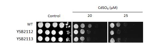 Heavy metal stress phenotype for CNAG_04807T0