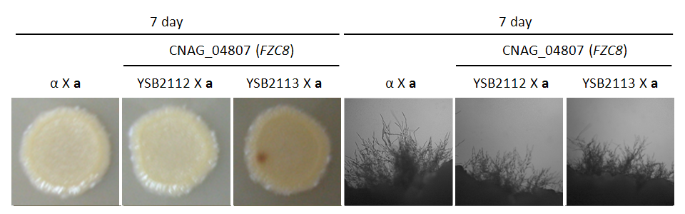 Mating phenotype for CNAG_04807T0