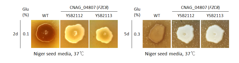 Melanin phenotype for CNAG_04807T0