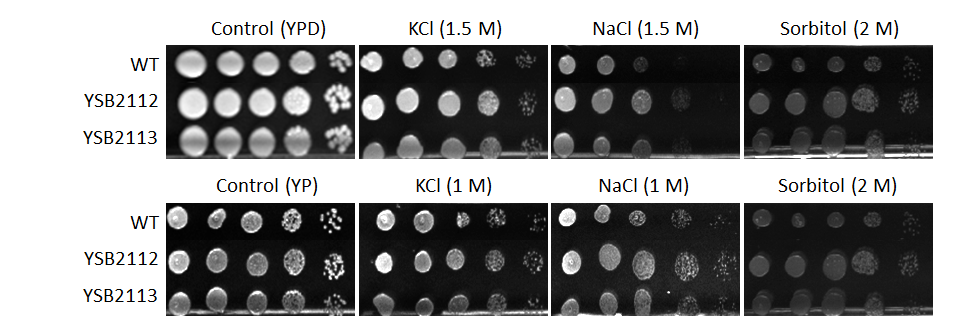 Osmotic stress phenotype for CNAG_04807T0