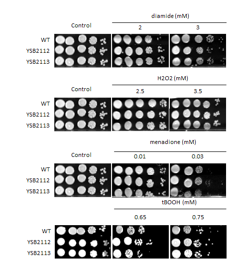 Oxidative stress phenotype for CNAG_04807T0