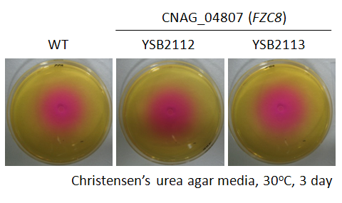 Urease phenotype for CNAG_04807T0