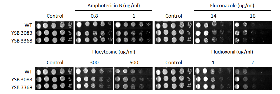 Antifungal drug susceptibility for CNAG_04836T0