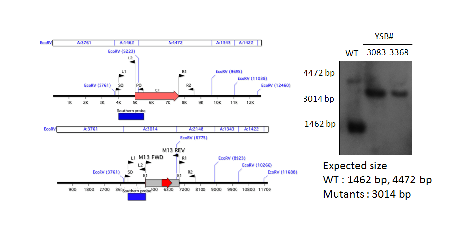 Gene disruption strategy for CNAG_04836T0