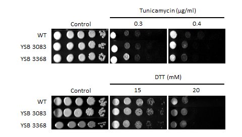 ER stress phenotype for CNAG_04836T0