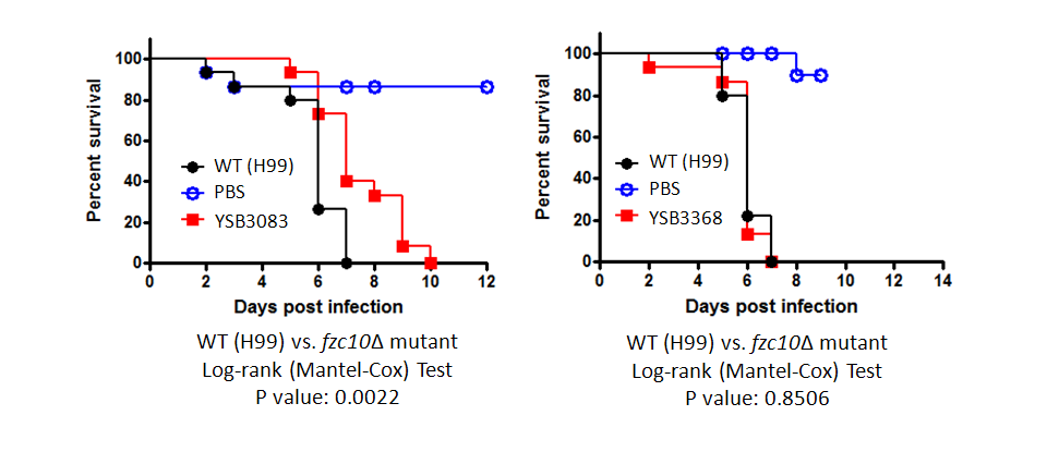 Galleria mellonella virulence data for CNAG_04836T0