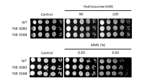 Genotoxic stress phenotype for CNAG_04836T0