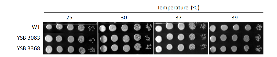 Growth phenotype for CNAG_04836T0