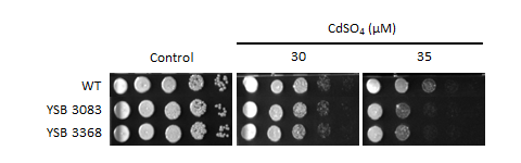 Heavy metal stress phenotype for CNAG_04836T0