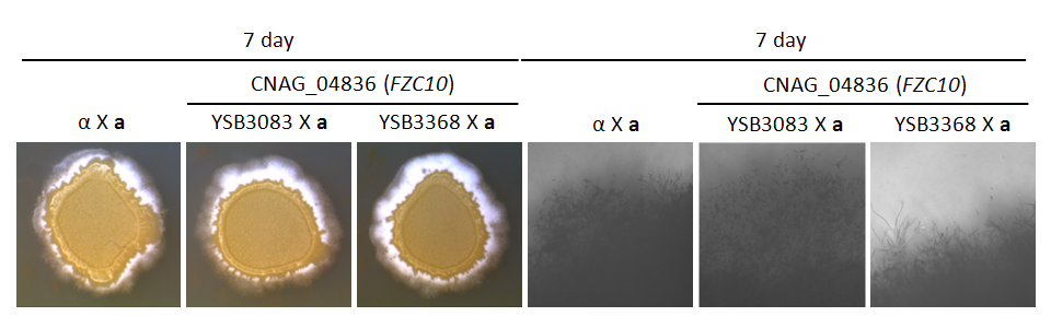 Mating phenotype for CNAG_04836T0