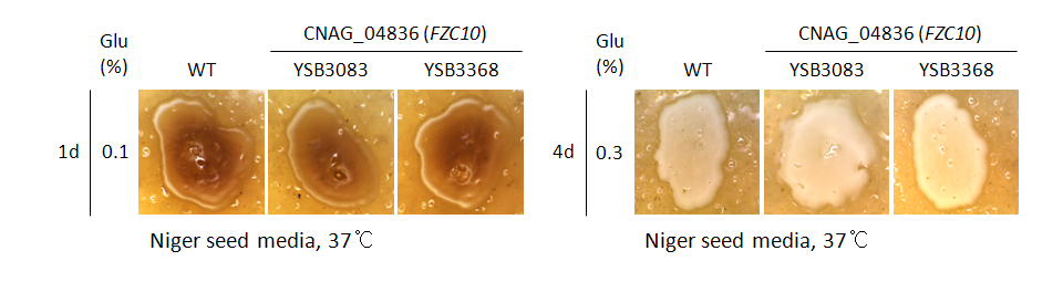 Melanin phenotype for CNAG_04836T0