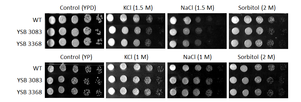 Osmotic stress phenotype for CNAG_04836T0