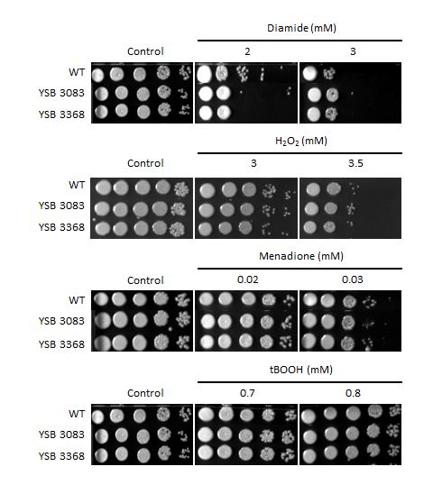 Oxidative stress phenotype for CNAG_04836T0