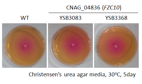 Urease phenotype for CNAG_04836T0