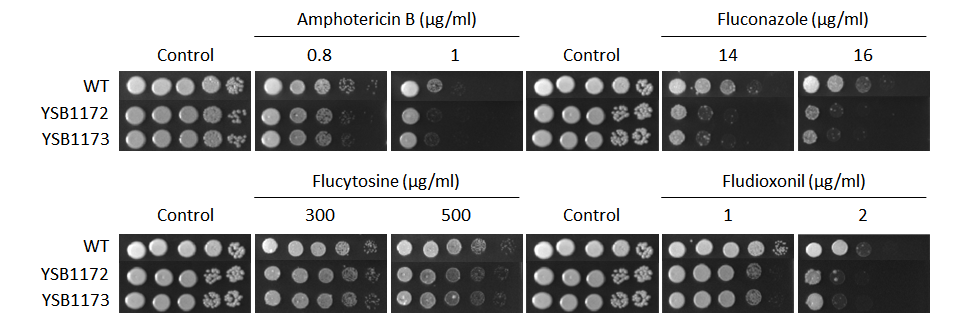 Antifungal drug susceptibility for CNAG_04837T0