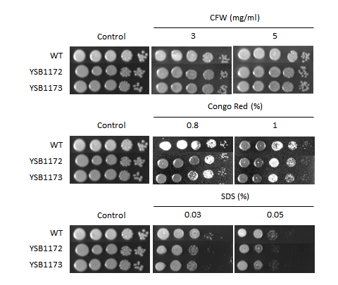 Cell wall stress phenotype for CNAG_04837T0