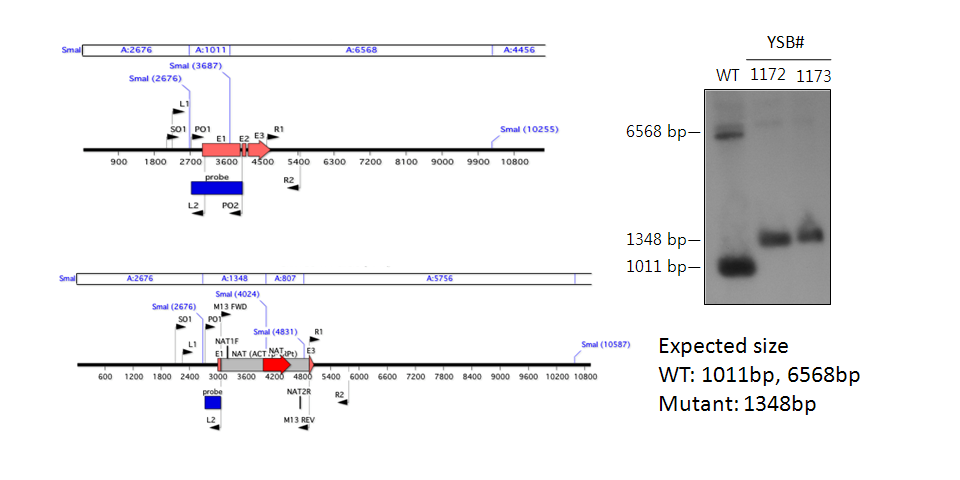 Gene disruption strategy for CNAG_04837T0