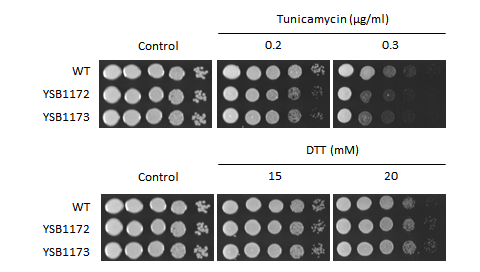 ER stress phenotype for CNAG_04837T0
