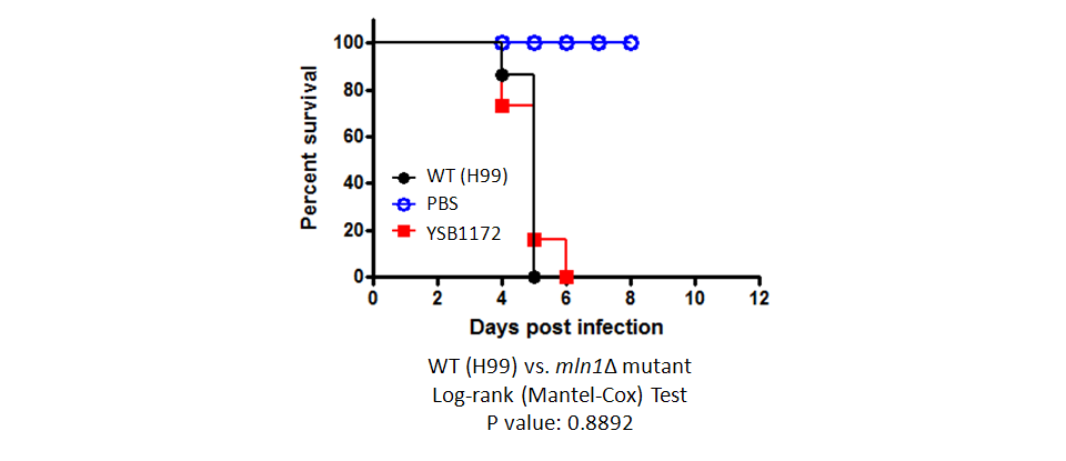 Galleria mellonella virulence data for CNAG_04837T0