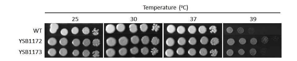 Growth phenotype for CNAG_04837T0