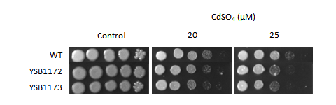 Heavy metal stress phenotype for CNAG_04837T0