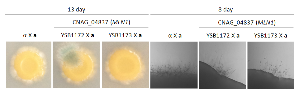 Mating phenotype for CNAG_04837T0