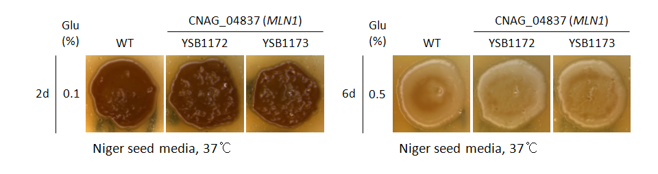 Melanin phenotype for CNAG_04837T0