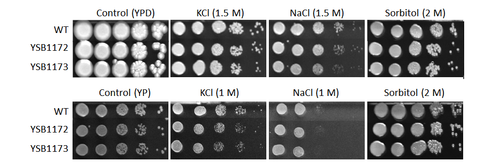 Osmotic stress phenotype for CNAG_04837T0