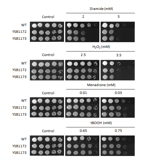 Oxidative stress phenotype for CNAG_04837T0