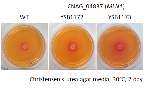 Urease phenotype for CNAG_04837T0