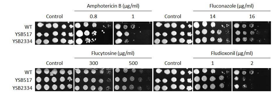 Antifungal drug susceptibility for CNAG_04841T1